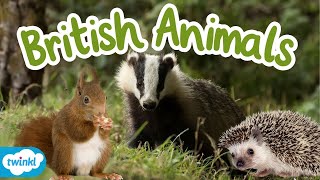 What Animals Live in the UK? | British Wildlife for Kids by Twinkl Educational Publishing 284 views 2 weeks ago 3 minutes, 34 seconds