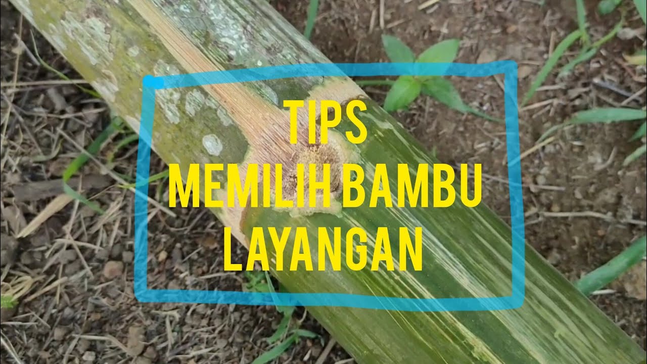 [Tips] Memilih Bambu Tua Untuk Layangan