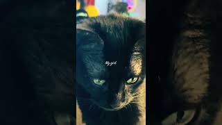 #witch #familiar #blackcat