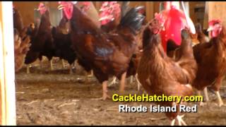 Rhode Island Red Chicken Breed (Breeder Flock)