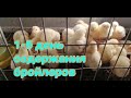 🐔🐥🐥 ПЕРВЫЙ-ПЯТЫЙ ДЕНЬ ВЫРАЩИВАНИЯ ЦЫПЛЯТ БРОЙЛЕРОВ. ПРОПОЙКА, ТЕМПЕРАТУРА, ВЕС