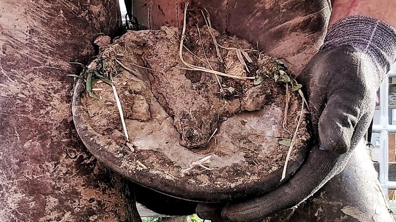 Trimming Young Draft Horse Overgrown Hoof Restoration So