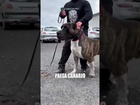 Vídeo: 9 raças pequenas que fazem grandes cães de guarda