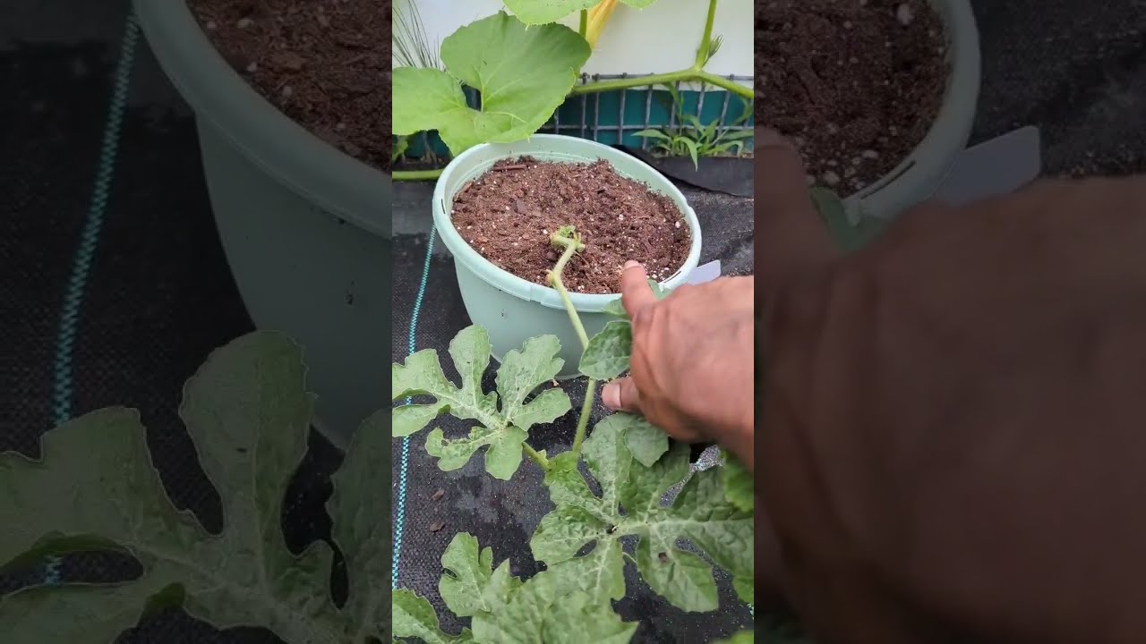 Growing Watermelon In A 3 Gallon Container Update Garden Shorts