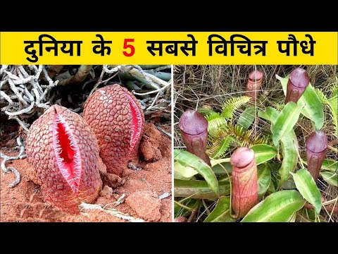 दुनिया के 10 सबसे विचित्र और अजीब पेड़-पौधे,लडकियाँ ना देखें | world&rsquo;s most weird trees in the world