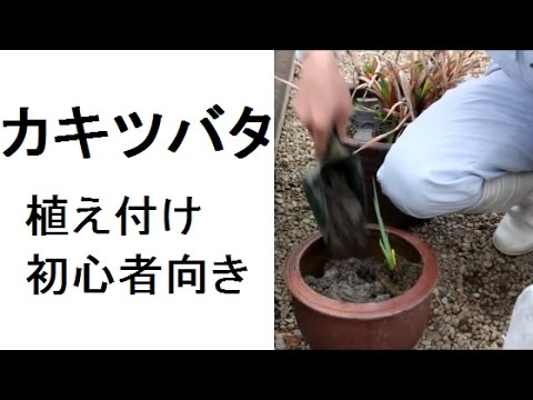 ビオトープのカキツバタ 春で急 成長 カキツバタ植え付け 初心者向き Youtube