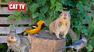 CAT TV |  Cute California Birds and Squirrels Compilation | Nature Videos For Cats | Dog TV