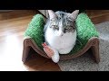 Boo Day 266 - Sushi Toys, Jackson Galaxy Catnip Vault, Royal Platter Of Peace, Simba Limping