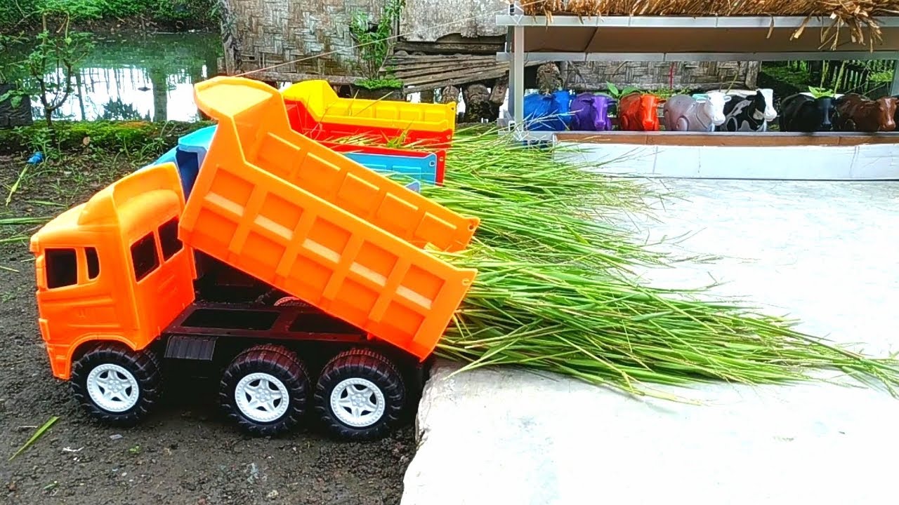 Truk Oleng Muat Rumput dan Memberi Makan Sapi - YouTube