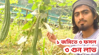 এক জমিতে ৩ ফসল চাষ করে ৩ গুন লাভ করার টেকনিক| Krishi bangla cumilla