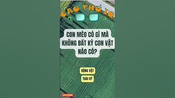Câu Đố Vui Nhộn: Thử Thách Tư Duy Logic Của Bạn p86 | Cao Thủ IQ #funny #dovui #giaitri #haihuoc