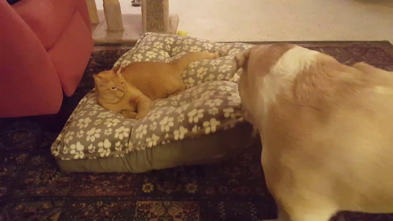 Jerk cat on dog's bed YouTube
