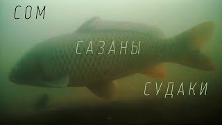 Сом, сазаны, судаки и щука в корягах. Подводная съемка камерой FocusFish. Сентябрь 2021. Река Кама