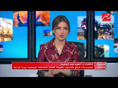 الخرطوش والسم طرق التخلص من الكلاب الضالة شاهد رسالة عضو وحدة الرفق بالحيوان بوزارة الزراعة