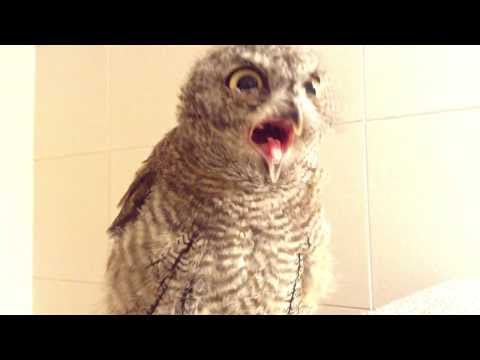 フクロウのクウちゃん、あくびが止まらない。 ( Western Screech Owl )