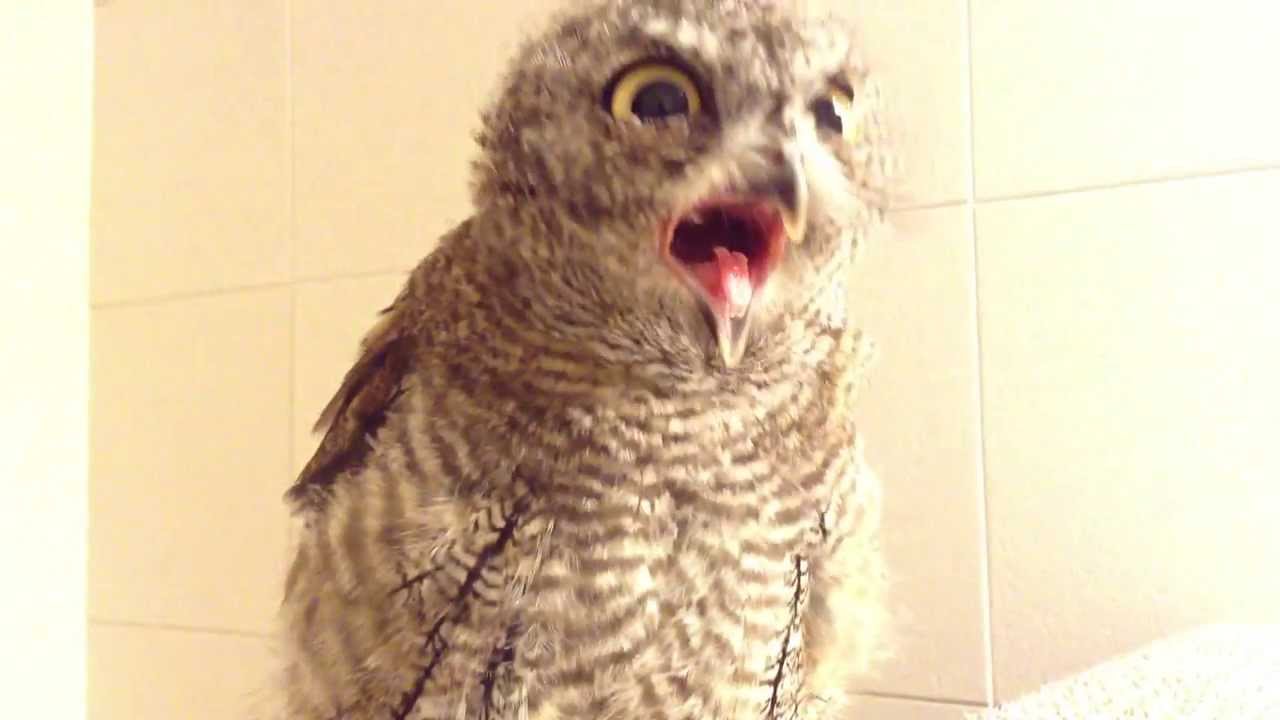 フクロウのクウちゃん あくびが止まらない Western Screech Owl Youtube フクロウのクウちゃん あくびが止まらない Western Screech Owl Youtube