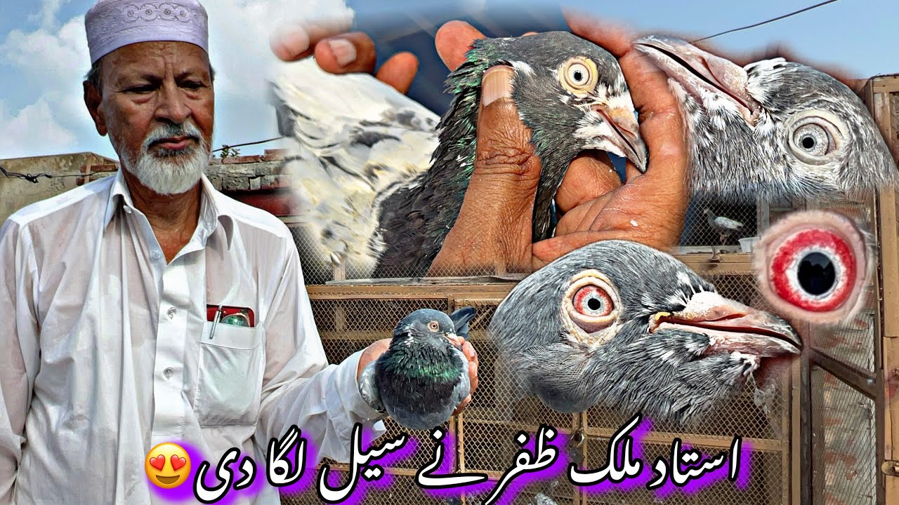 Kasur k senior Ustad malik zafar ny sale lga di 😍 03237988919