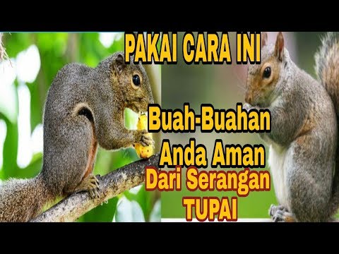 Video: Biji burung apa yang tidak dimakan tupai?