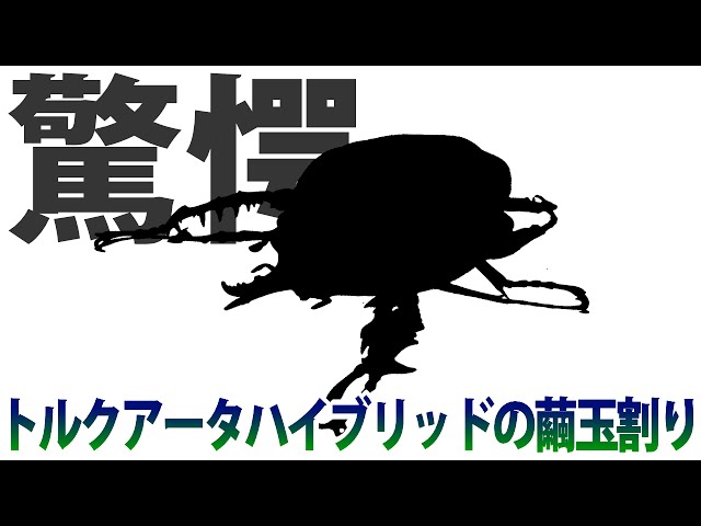驚愕！】トルクアータ・ハイブリッドの繭玉割り Mecynorhina torquata