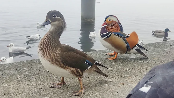 Mandarin Duck is Back! :) but didnt recognize me :( - DayDayNews