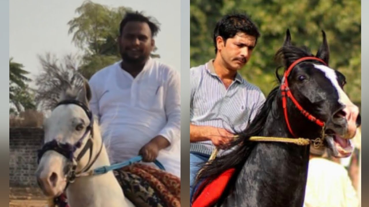 Haryana vill Makrana Horse rewal  bille ghode aur diamond ghode #horse #horseriding 