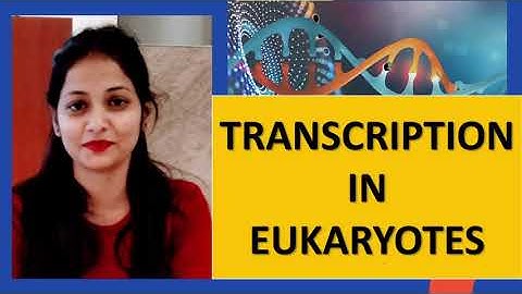 Transcription in Eukaryotes | By Kumkum Gautam