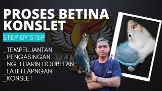 Sangat Detail Membahas Proses Lovebird Betina  Konslet