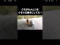 糸でぐるぐる巻きにする蜘蛛がスゴい！！