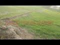 Village life| Explore beauty of nature | Sunset |village vibes|Enjoy beauty of nature #asmr #nature