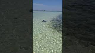 Spotted Eagle Ray #fyp #foryou #keyslife