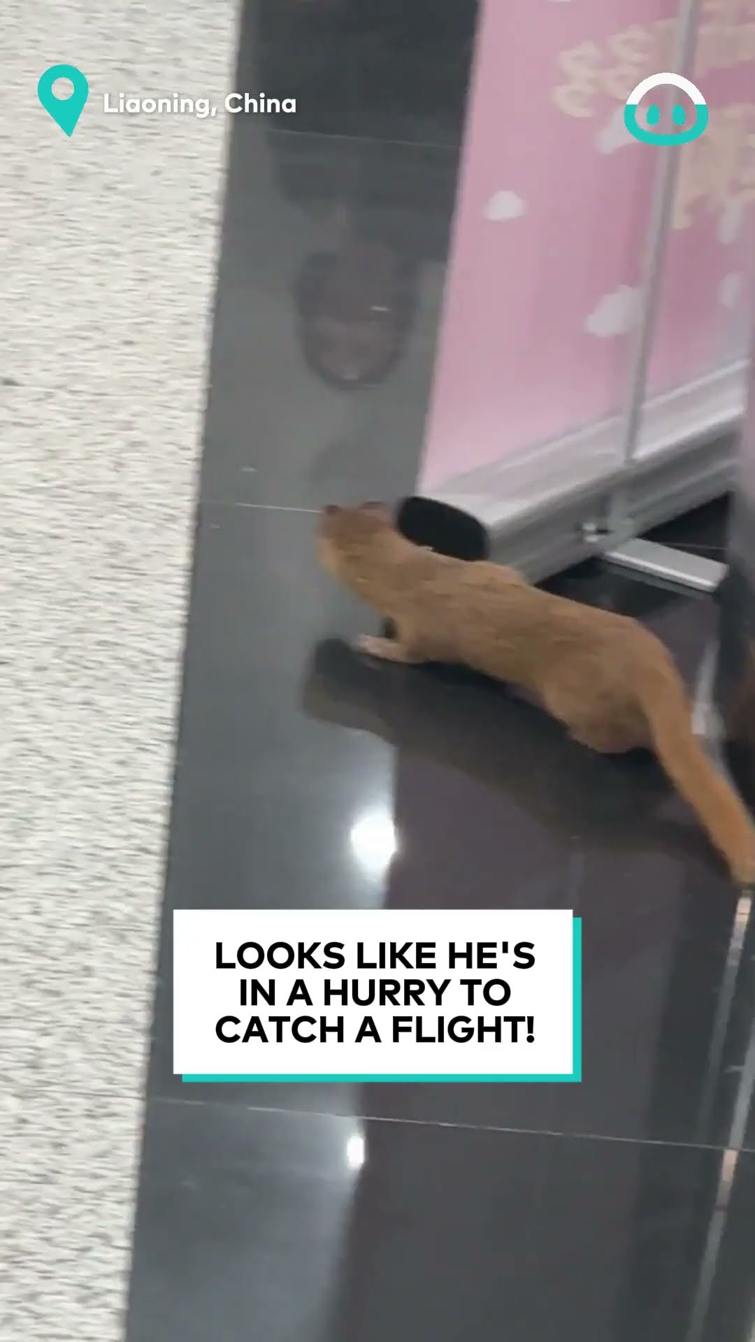 Weasel Is Late At The Airport || ViralHog