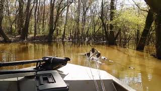 Choctawhatchee River - backwater   3-7-24