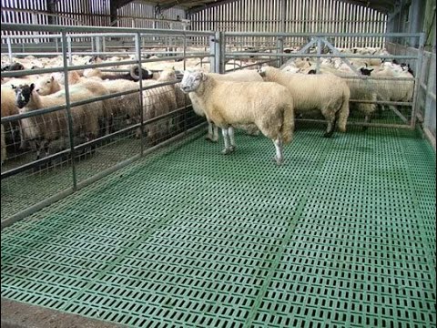 Goat Farming with Plastic slatted floor | Doovi
