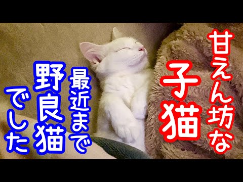 パパにくっ付いて一緒の布団で寝る保護子猫の姿が可愛すぎる