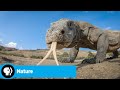 Unique Animal Species in the Southern Hemisphere