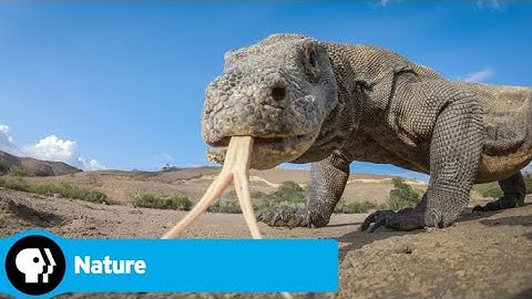 Official Preview | Spy in the Wild 2 - Episode 3: The Islands | NATURE | PBS