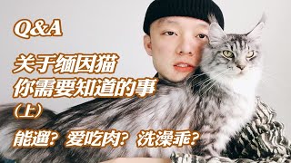 【缅因猫】Q&A关于缅因猫你需要知道的事上/ 能遛得喂肉爱洗澡是时候深入了解缅因猫了【