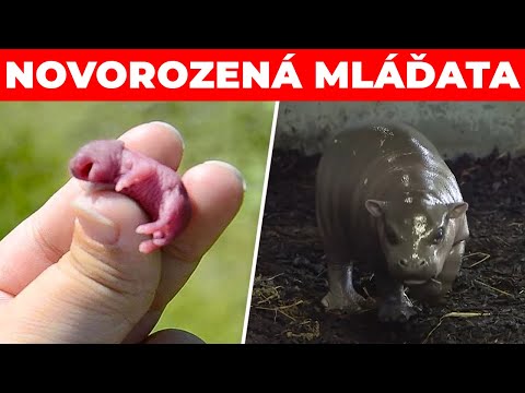 Video: Jak Vypadají Novorozené Ježky?