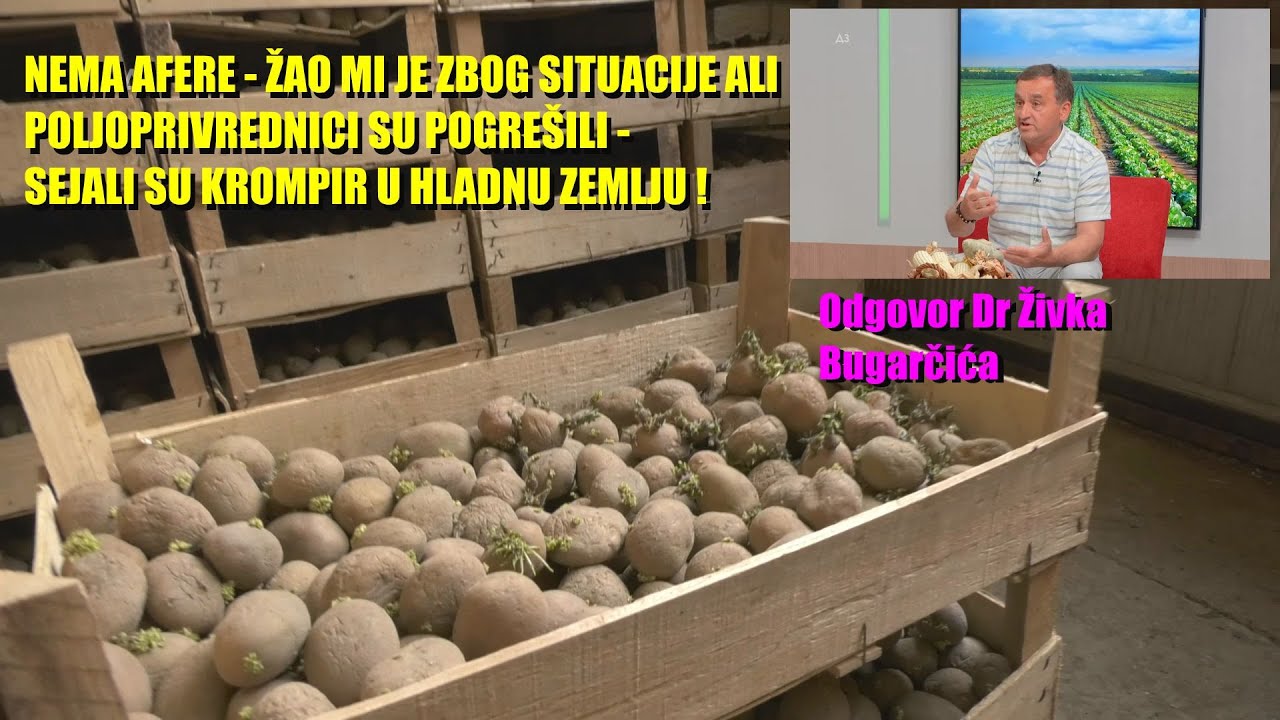 AFERA SEMENSKI KROMPIR - ODOGOVOR Doktora Živka - NIJE DO NAS   vremenski uslovi su u PITANJU !