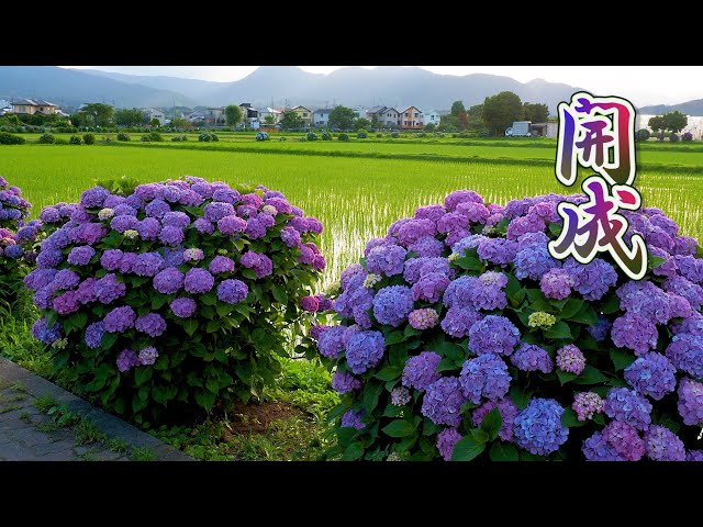 KANAGAWA. Dusk Falling on the Hydrangea bushes around rice fields. 4K 開成町