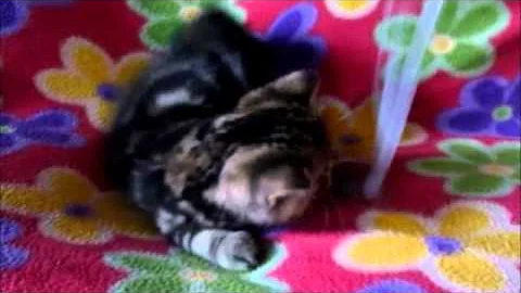 Watch the video about Exotic Shorthair kitten6.wmv