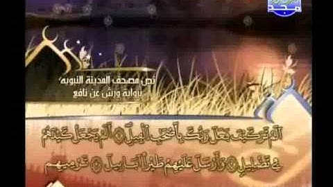 العيون الكوشي - سورة الفيل