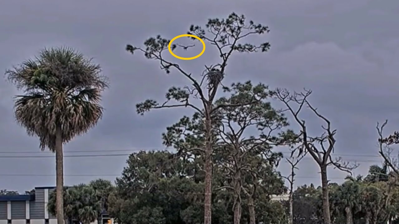 SWFL Eagles 1-15-26.  E26 ALERTS F23 THAT INTRUDER LANDED IN THE NEST TREE!  All OK!