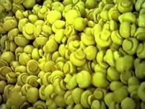 Video: Mushroom Champignon Kua Zaub Nrog Qos Yaj Ywm