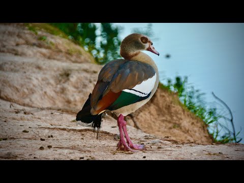 Японская поэзия /Хокку, Танка /Очень красивые стихи