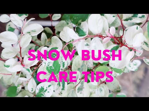 Video: Snøbuskinformasjon: Lær om dyrking av snøbusker hjemme