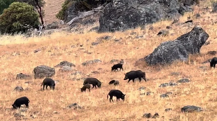 California Wild Pigs