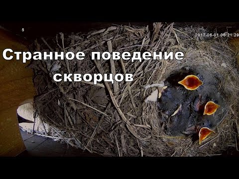 Странное поведение скворцов