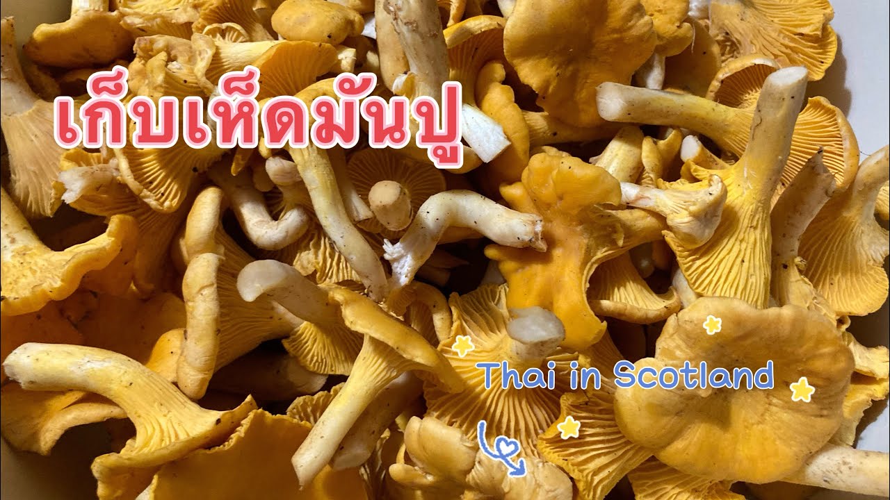เก็บเห็ดมันปู Picking chanterelle mushrooms YouTube