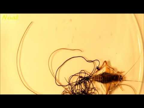 Video: En Enorm Parasittisk Orm Krøp Ut Av Insektet - Alternativ Visning